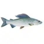 Grayling-Thymallus-thymallus
