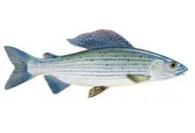 Grayling-Thymallus-thymallus