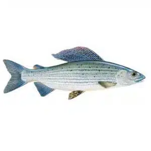 Grayling-Thymallus-thymallus