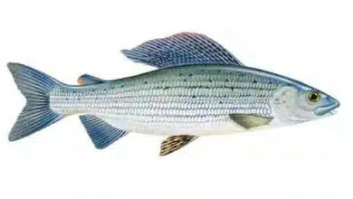 Grayling-Thymallus-thymallus