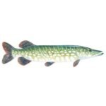 Northern-pike-Esox-lucius