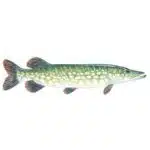 Northern-pike-Esox-lucius