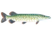 Northern-pike-Esox-lucius