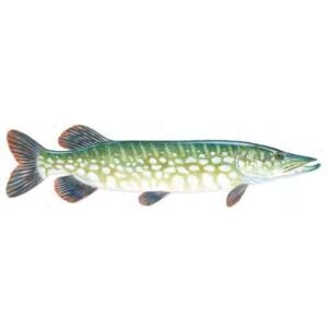 Northern-pike-Esox-lucius