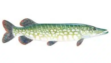 Northern-pike-Esox-lucius