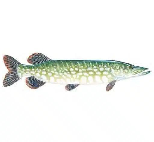 Northern-pike-Esox-lucius