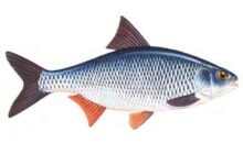 Roach-Rutilus-rutilus