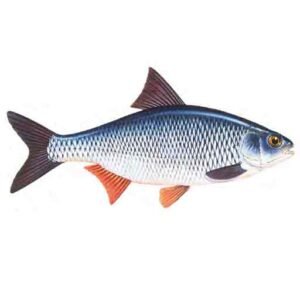 Roach-Rutilus-rutilus