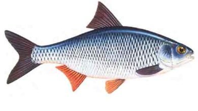 Roach-Rutilus-rutilus