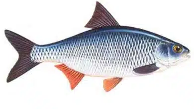 Roach-Rutilus-rutilus