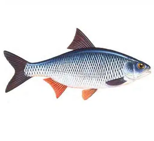 Roach-Rutilus-rutilus