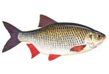 Rudd-Scardinius-erythropthalmus