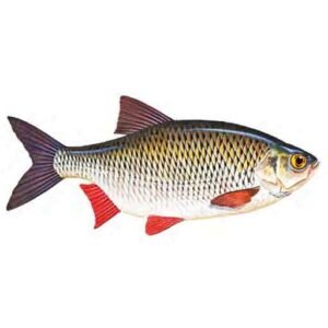 Rudd-Scardinius-erythropthalmus