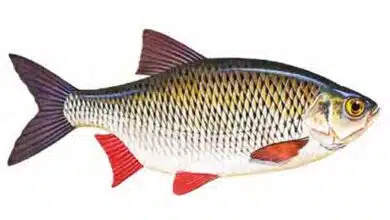 Rudd-Scardinius-erythropthalmus