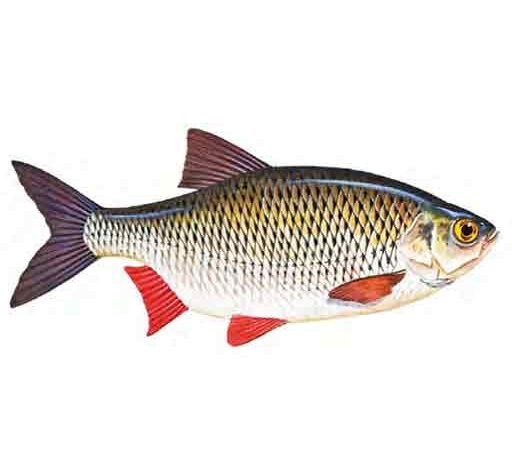 Rudd-Scardinius-erythropthalmus