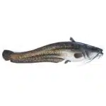 Wels-catfish-Silurus-glanis