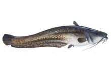 Wels-catfish-Silurus-glanis