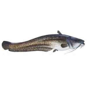 Wels-catfish-Silurus-glanis
