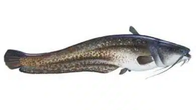 Wels-catfish-Silurus-glanis