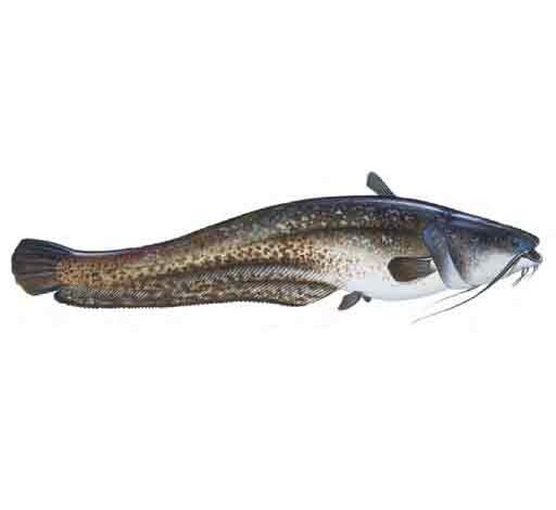 Wels-catfish-Silurus-glanis