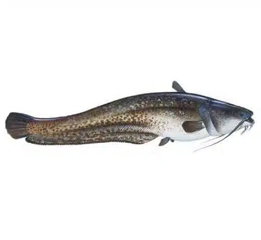 Wels-catfish-Silurus-glanis