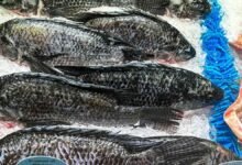 How to Cook Fish from Frozen and Make It Taste Amazing