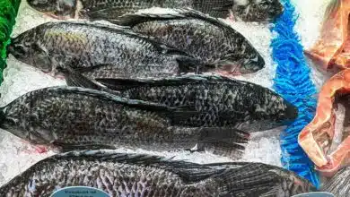 How to Cook Fish from Frozen and Make It Taste Amazing