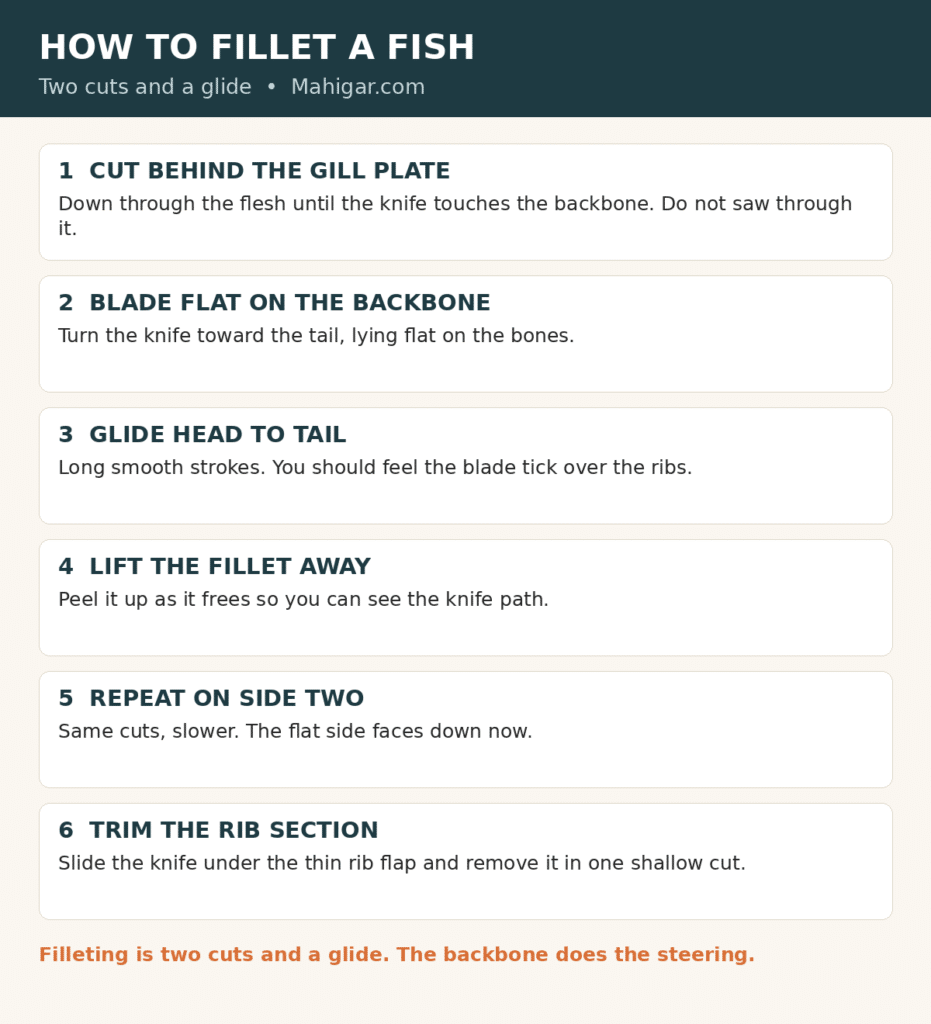Filleting steps: cut behind the gill plate, lay the blade flat on the backbone, glide to the tail, lift the fillet, repeat on the second side, then trim the rib bones.