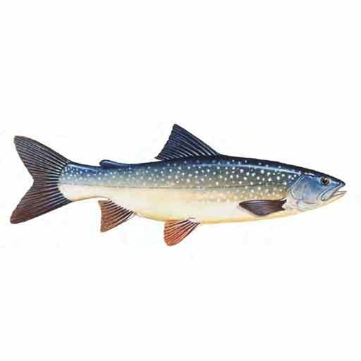 Arctic Char