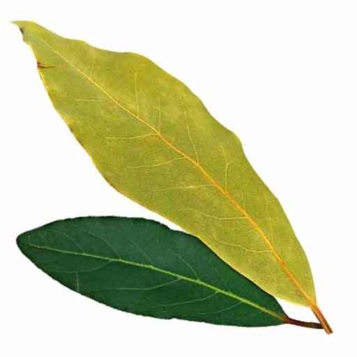 Bay Leaf dried and fresh bay leaves