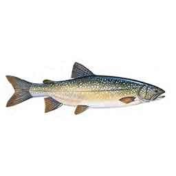 Lake trout