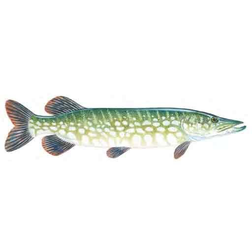 Northern-pike-Esox-lucius